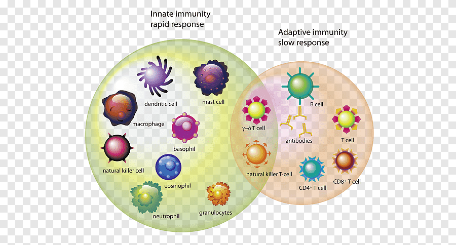 Bağışıklık Sistemini Güçlendiren Besinler